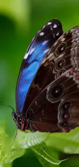 Butterfly with blue and brown wings on green leafy background.