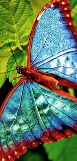 Blue butterfly perched on green leaves, vivid colors for phone wallpaper.