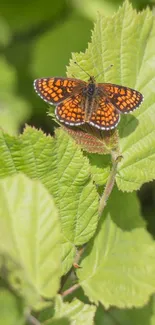 Vibrant orange butterfly on lush green leaves, perfect mobile wallpaper.