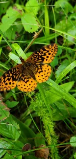 Orange butterfly resting on lush green leaves, perfect for nature lovers.