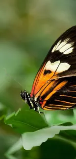 Colorful butterfly resting on vibrant green leaves.