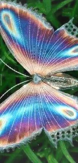 Vibrant butterfly with colorful wings on green leaves.