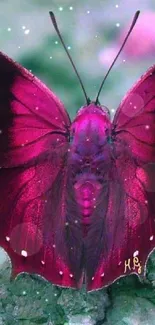 Vibrant magenta butterfly perched on a green stone surface.