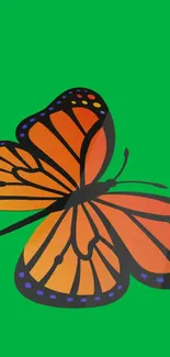 Orange and black butterfly on a vivid green background wallpaper.