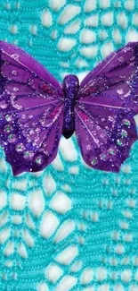 Purple butterfly on turquoise lace wallpaper.