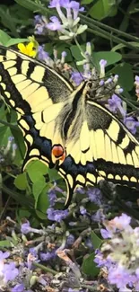 Colorful butterfly resting on lavender flowers.