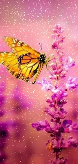 A vibrant butterfly on pink lavender flower.