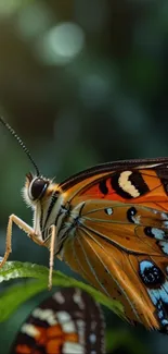 Vibrant butterfly with colorful wings on a green leaf.