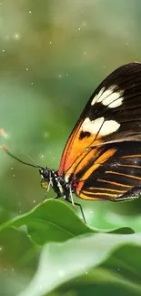 Colorful butterfly resting on a green leaf.