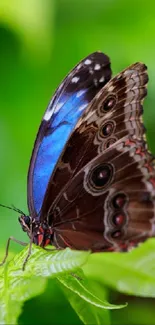 Close-up of a butterfly with blue and brown wings resting on a green leaf.