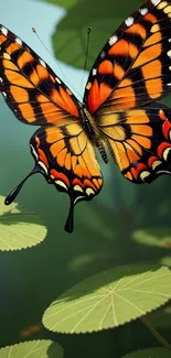 Orange butterfly on green leaves background.