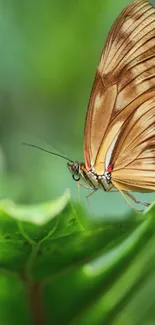 Vibrant butterfly perched on a green leaf with a blurred natural background.