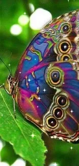 A vibrant butterfly resting on a green leaf, showcasing colorful details.