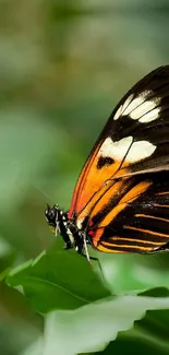 Beautiful orange and black butterfly perched on vivid green leaves.