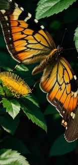 Vibrant butterfly on green leaves wallpaper.