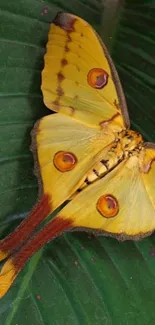 Yellow butterfly on a green leaf background.