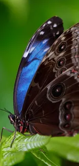 Vibrant butterfly with blue wings on a green leaf.