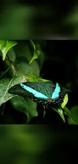 A vibrant butterfly perched on lush green leaves.