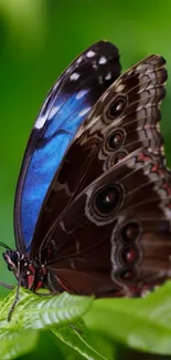 Close-up of a vibrant butterfly on a green leaf.