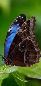 A close-up of a butterfly with vibrant wings resting on a green leaf.