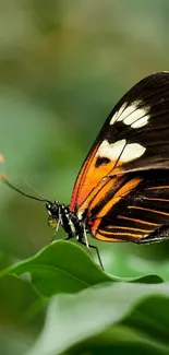 Vibrant butterfly with colorful wings resting on a green leaf.