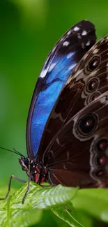 Close-up of a blue butterfly resting on a green leaf.