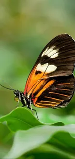 Vibrant butterfly on a green leaf in nature.