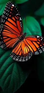Vibrant orange and black butterfly on a green leaf.