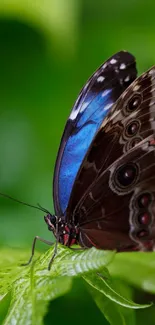 Beautiful butterfly perched on a green leaf, showcasing vibrant colors.