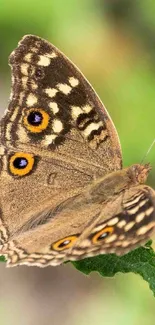 Close-up of a butterfly with patterned wings perched on a green leaf.