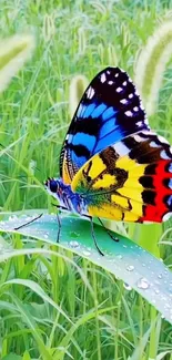 Colorful butterfly resting on a dewy green leaf.