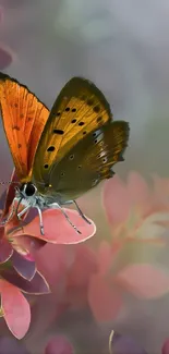 Vibrant orange butterfly on pink leaves background.