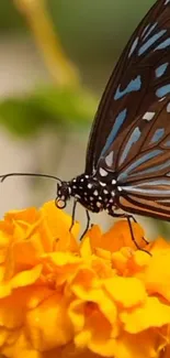 A vibrant butterfly rests on a bright marigold flower.