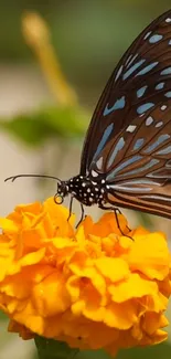 A butterfly on a vibrant orange marigold flower.