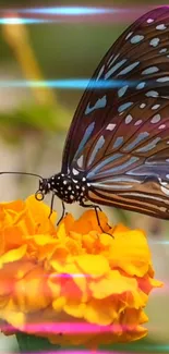 Colorful butterfly resting on a vibrant marigold with light streaks.