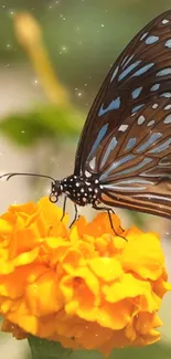 A vibrant butterfly sits on a bright marigold, set against a sparkling background.