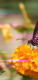 Butterfly perched on a vibrant marigold flower with a natural background.