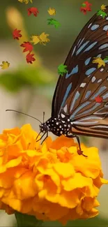 Butterfly on a marigold with colorful autumn leaves.