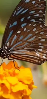 Butterfly perched on a vibrant marigold flower with natural background.