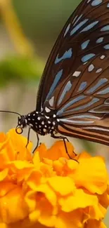 Butterfly perched on a vibrant orange marigold flower, showcasing nature's beauty.