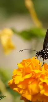 A butterfly delicately perched on a vibrant orange marigold flower.