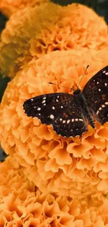 A dark butterfly perched on a vibrant orange marigold flower.