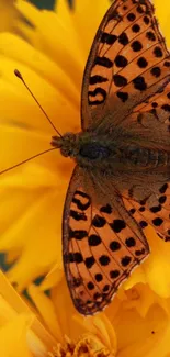 Colorful butterfly resting on a vibrant yellow marigold flower.