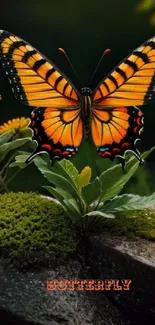 Vibrant butterfly resting on lush green moss on a rock.