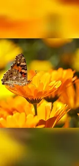 Butterfly resting on a vibrant orange flower.