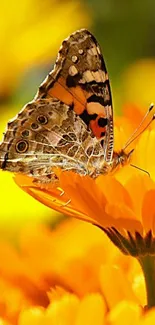 Vibrant butterfly on an orange flower in sunlight, perfect for summer themes.