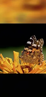 A colorful butterfly sits on a vibrant orange flower in this nature mobile wallpaper.