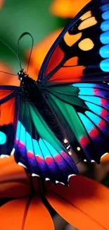 Vibrant butterfly with colorful wings on orange petals mobile wallpaper.