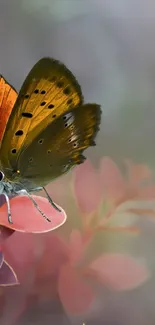 Butterfly rests on pink petals in a serene nature scene.