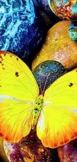 Bright yellow butterfly on colorful pebbles.